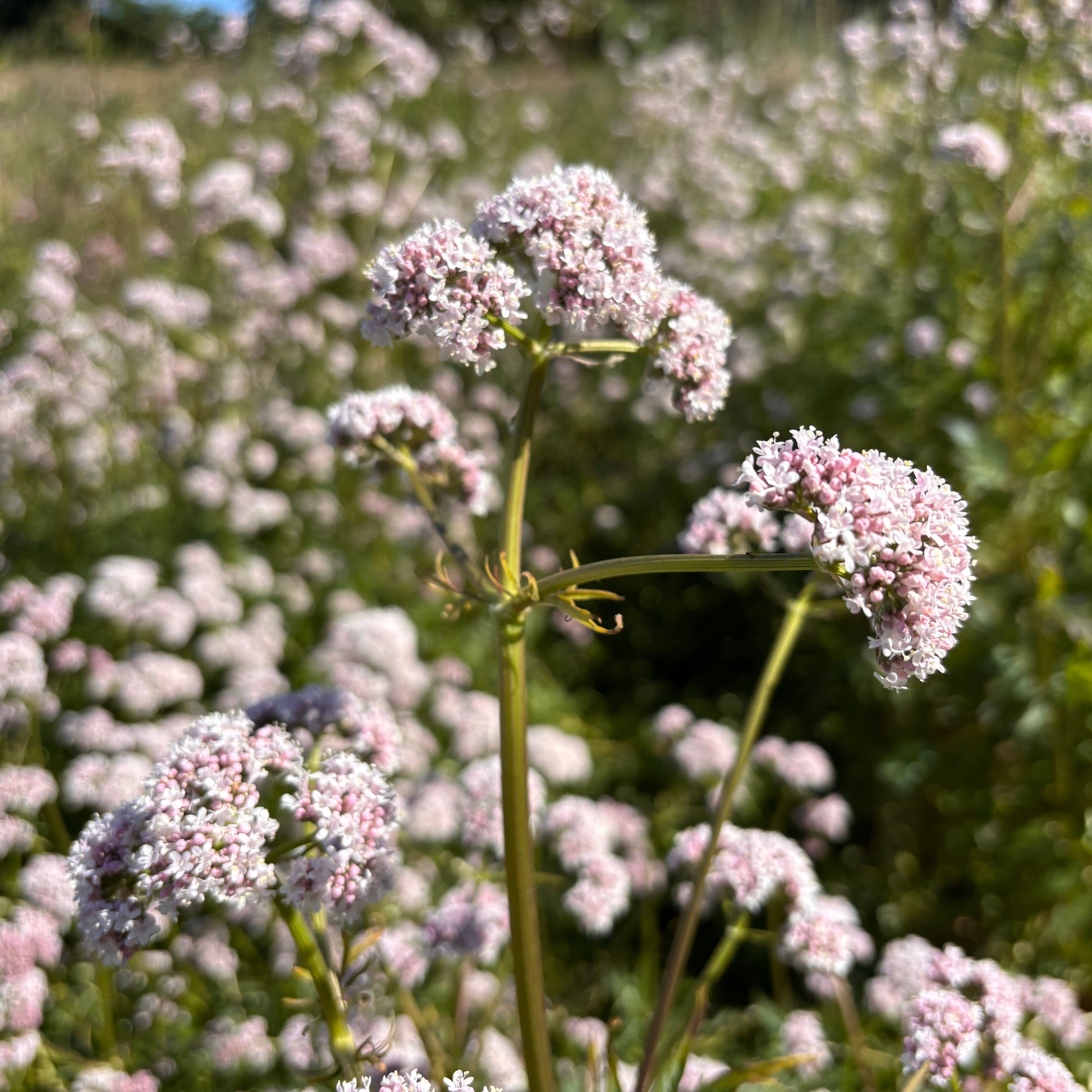 Valerian