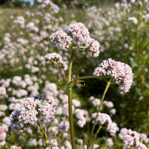 Valerian