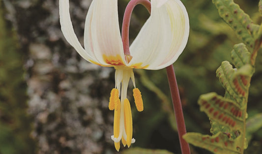 White Fawn Lily