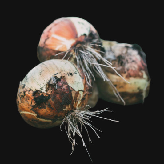 Walla Walla Onion