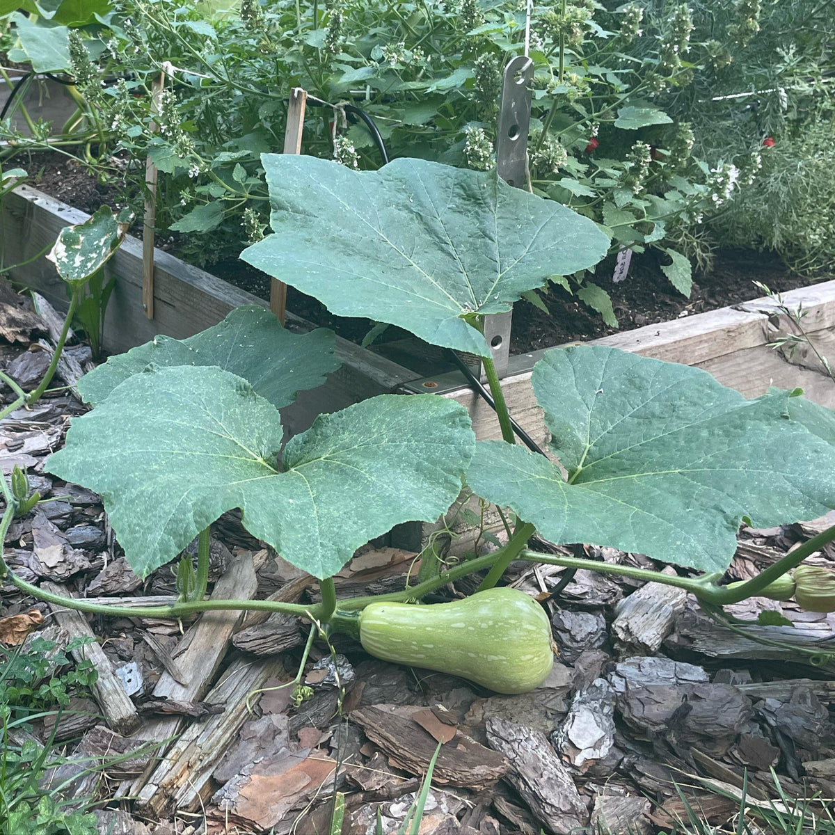 Waltham Butternut Squash