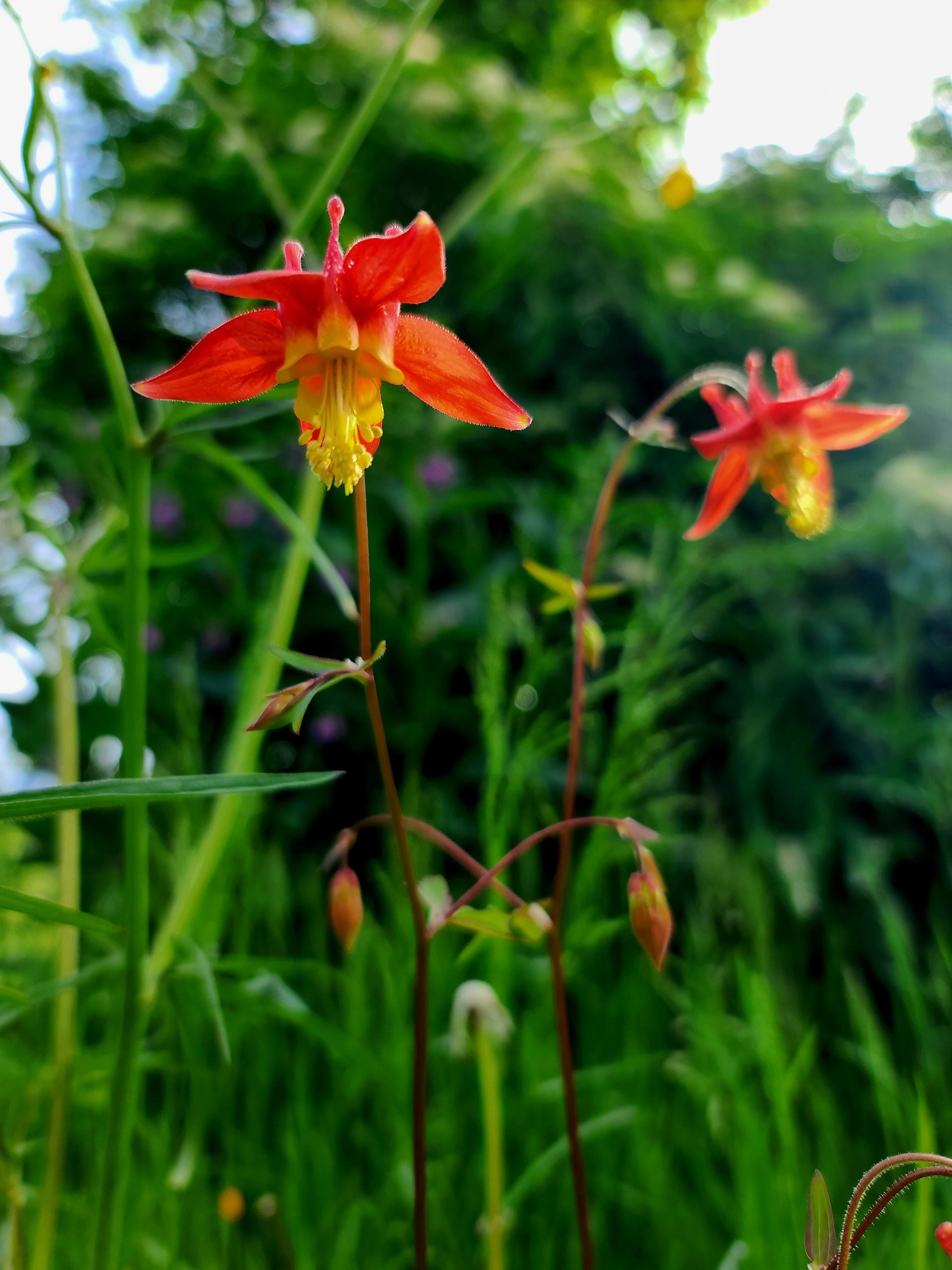 Western Columbine