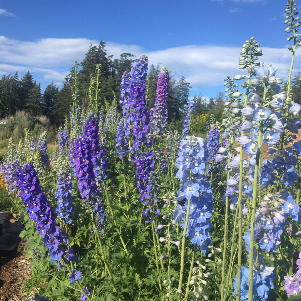 Delphinium 