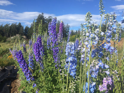 Delphinium