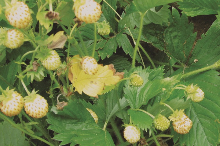 White Alpine Strawberry