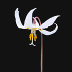 White Fawn Lily