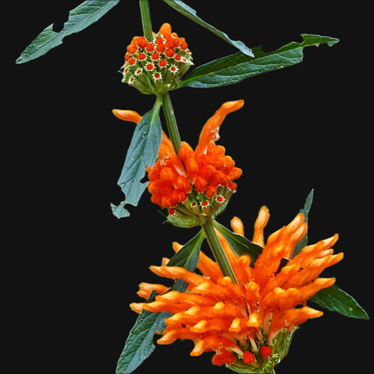 Wild Dagga