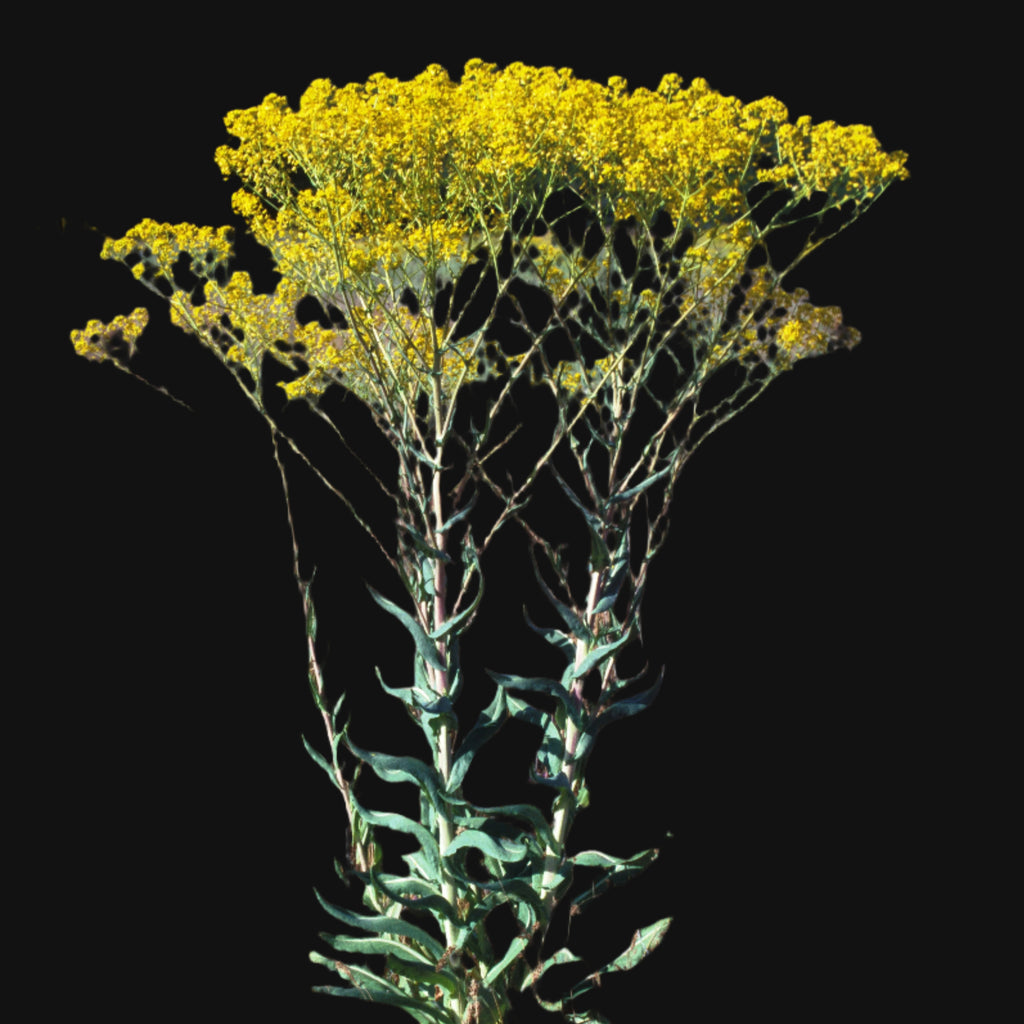 Wild Woad 100% Canadian Grown Woad Seeds – Metchosin Farm