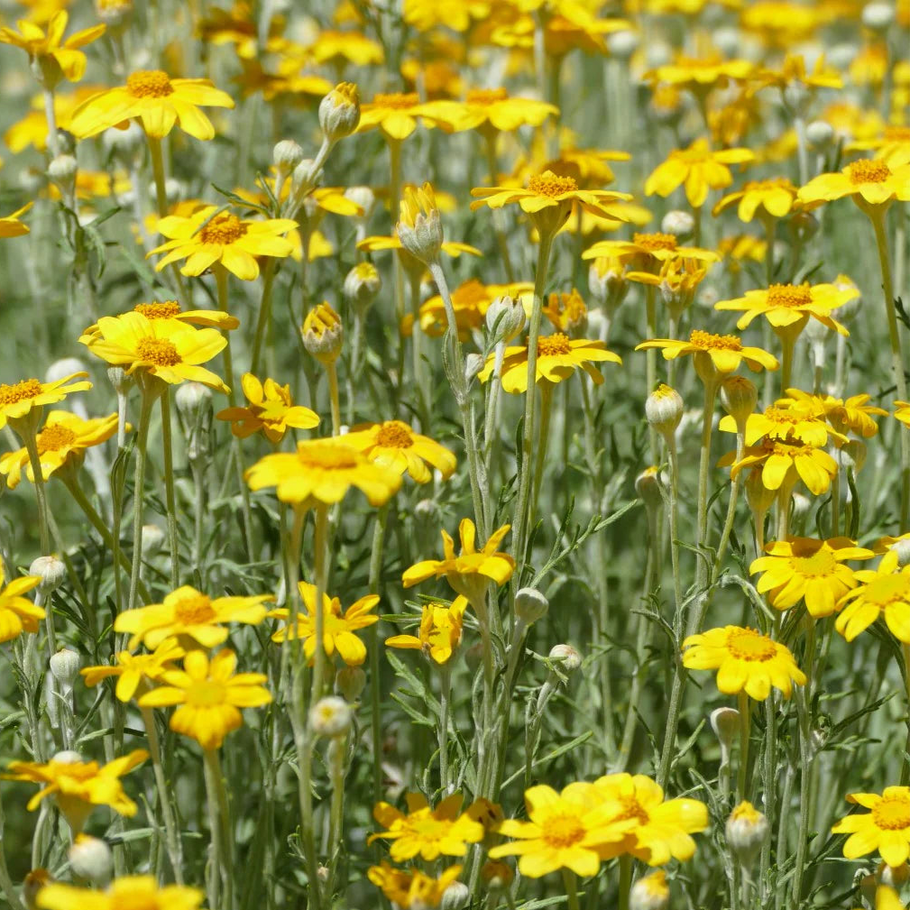 Woolly Sunflower