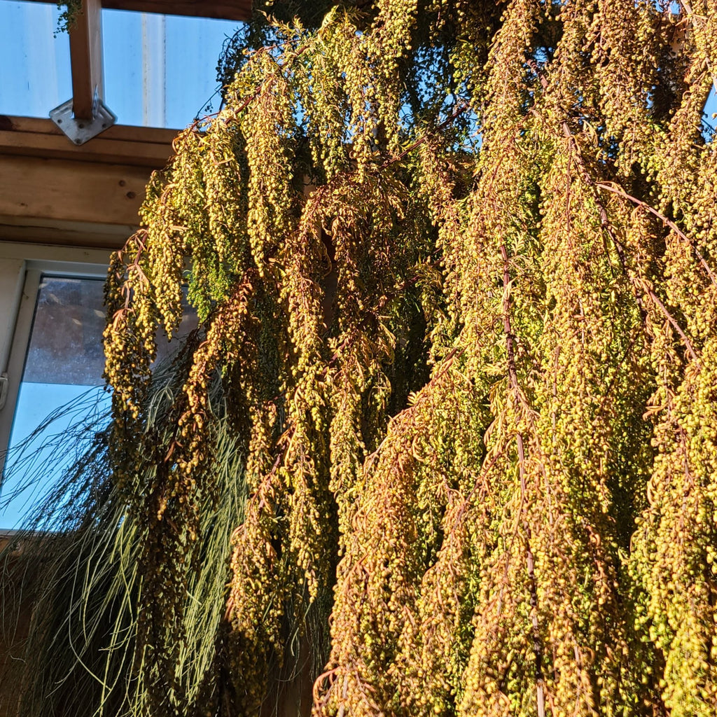 Sweet Wormwood