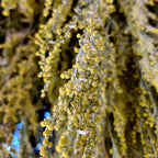 Sweet Wormwood