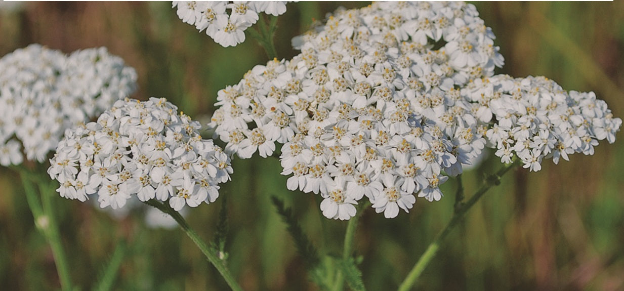 Yarrow