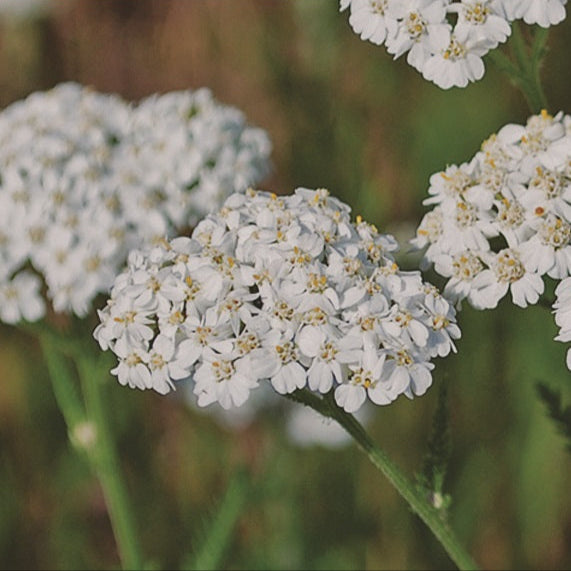 Yarrow