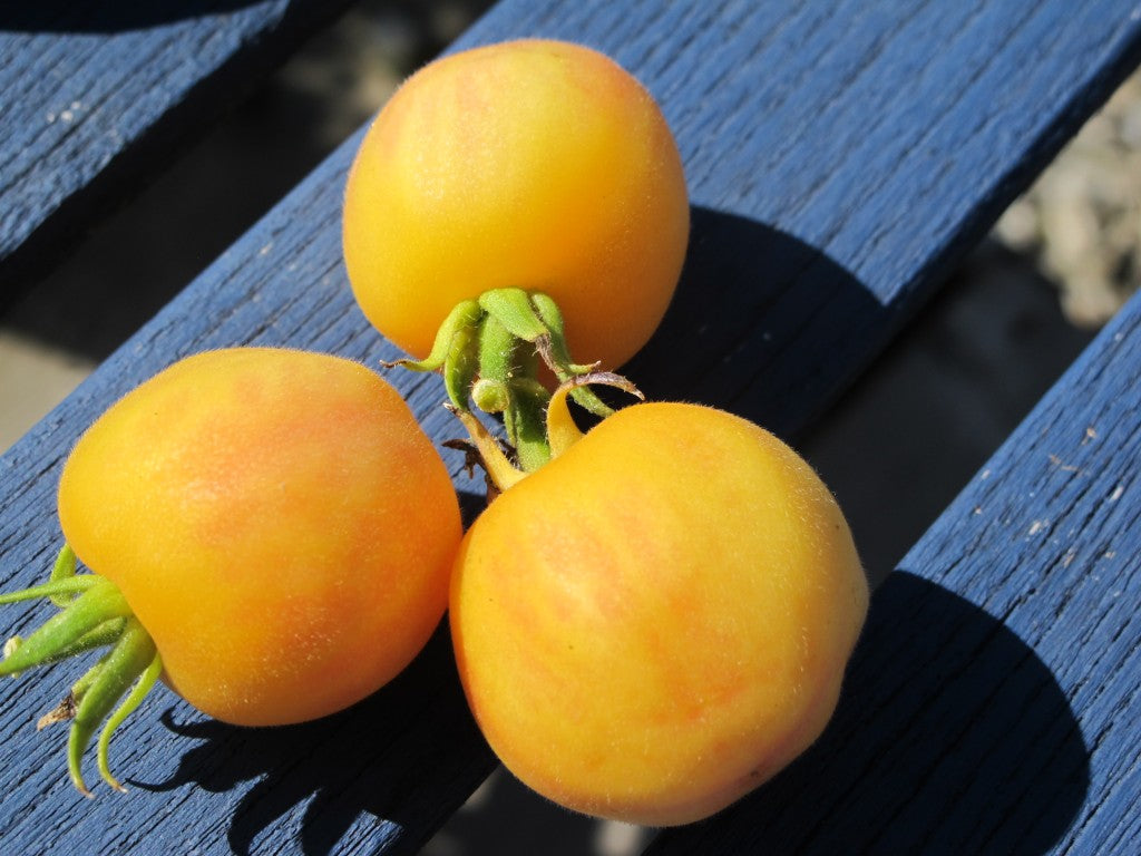 Yellow Peach Tomato