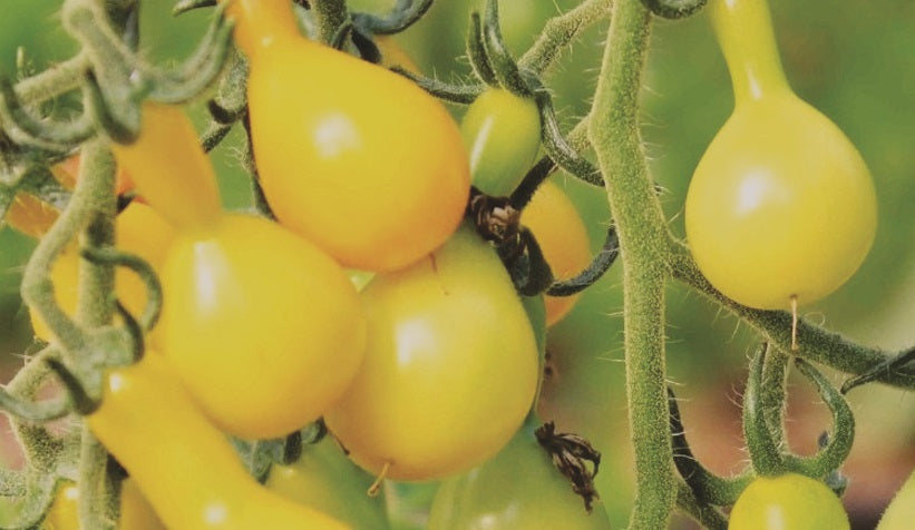 Yellow Pear Tomato