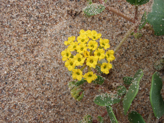 Yellow Sand Verbena