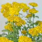 Yellow Yarrow