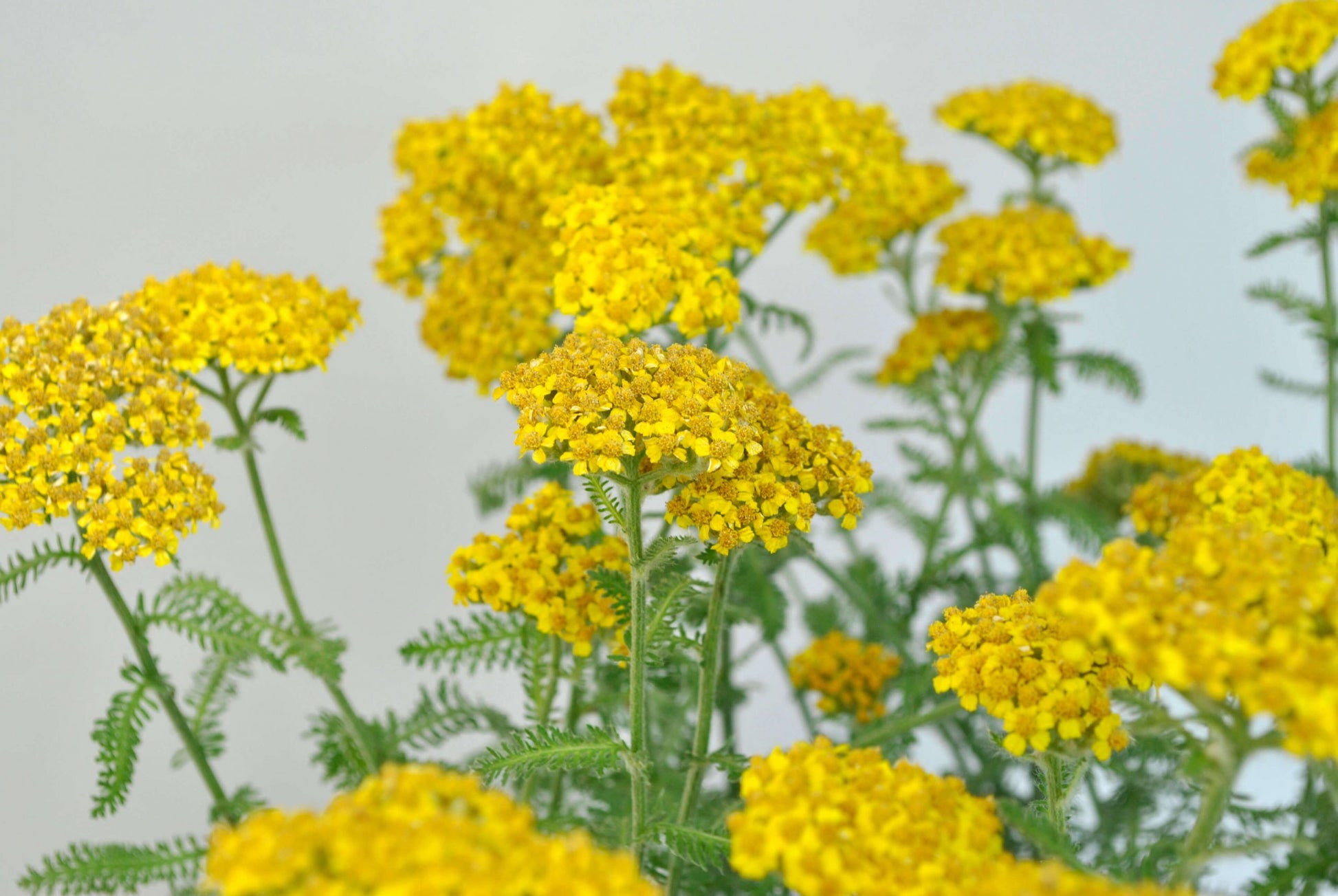 Yellow Yarrow