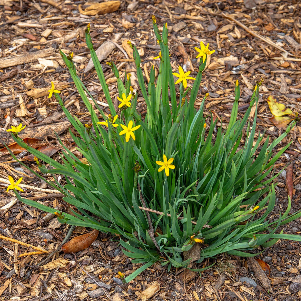 Yellow Eyed Grass