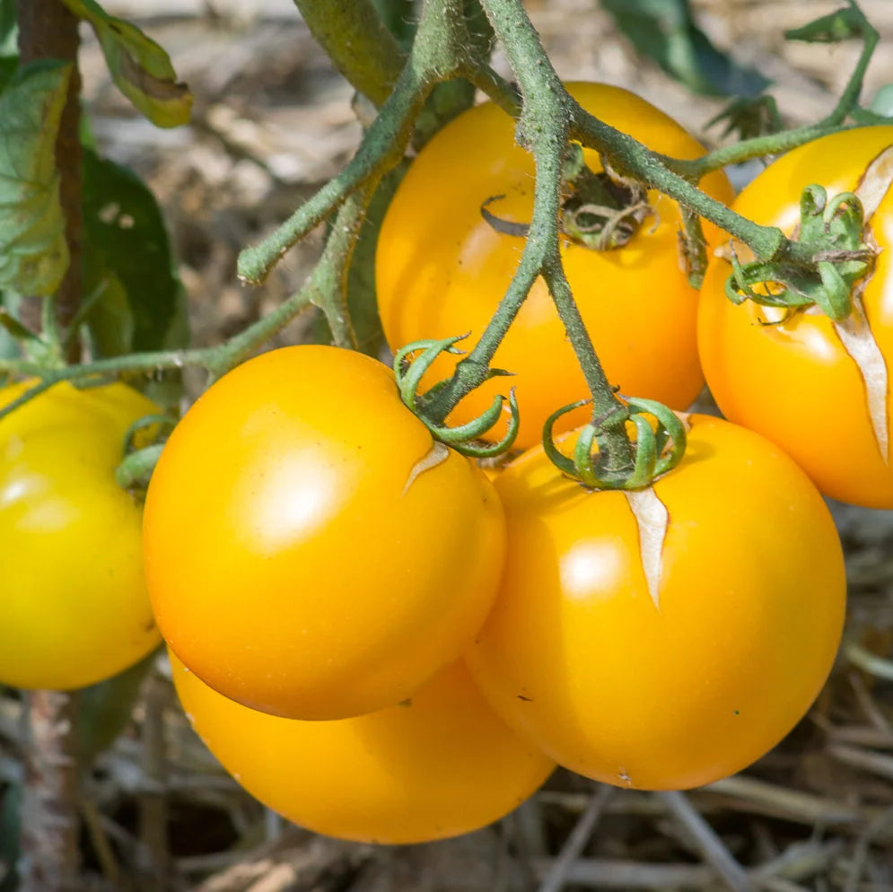 Yellow Taxi Tomato