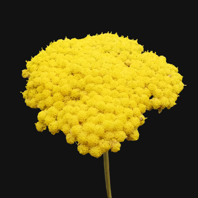Yellow Yarrow