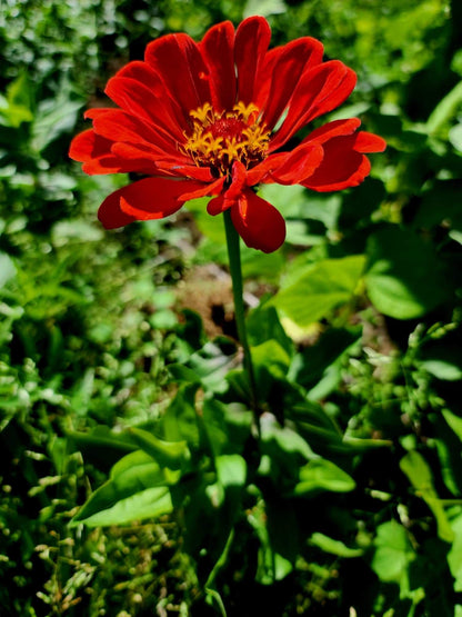 Zinnia