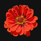 Zinnia