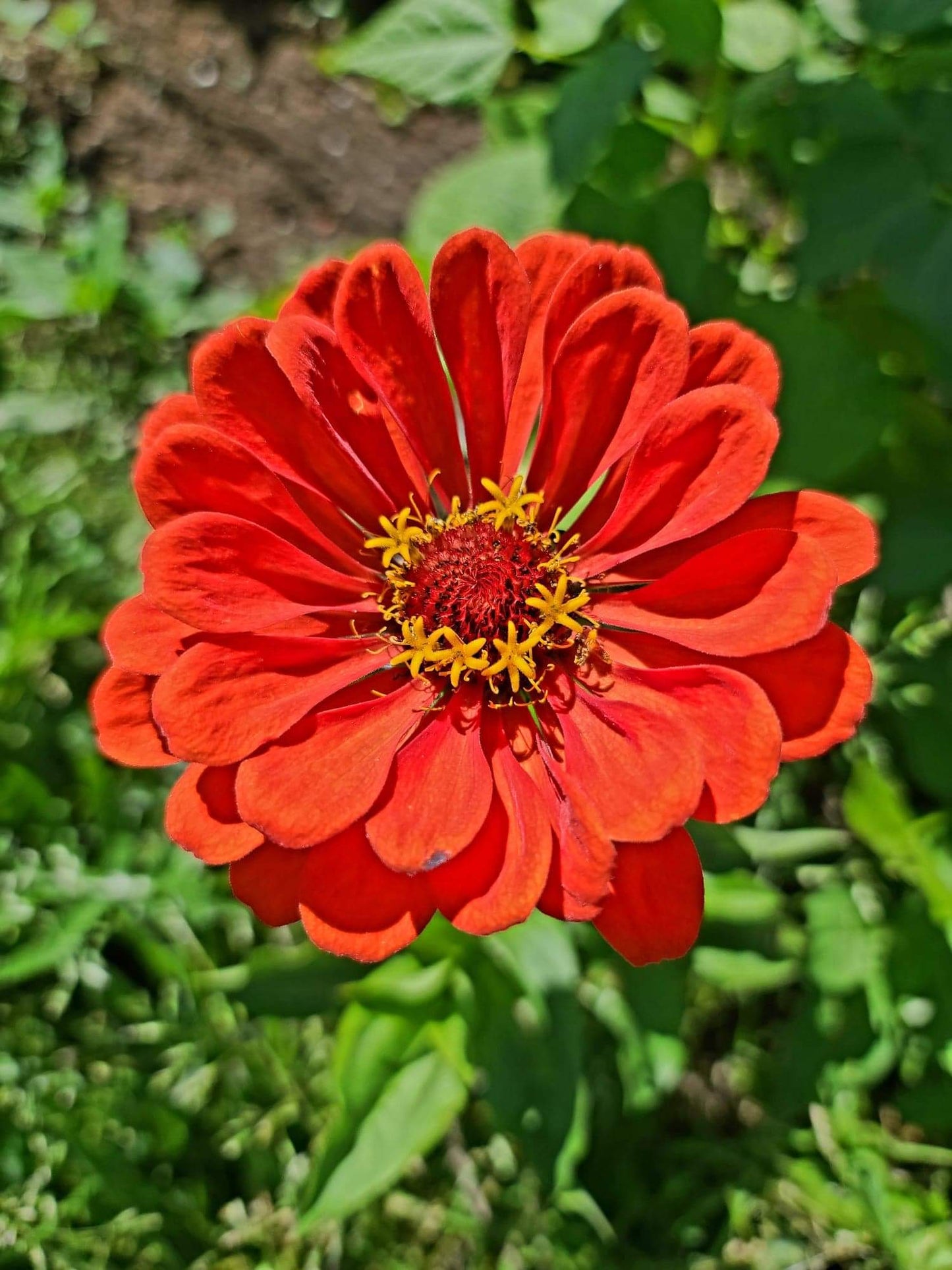 Zinnia