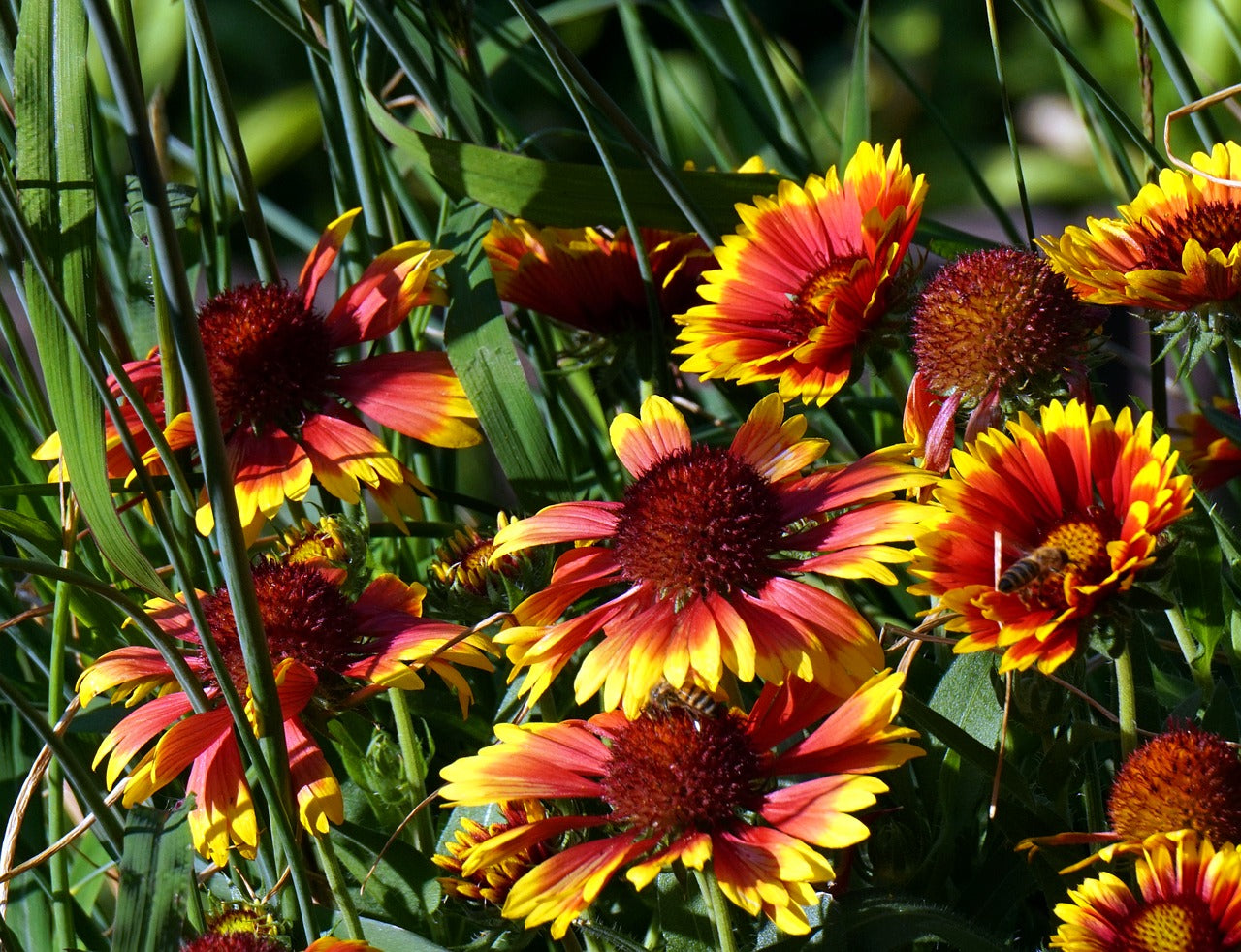 Blanket Flower (Gaillardia)