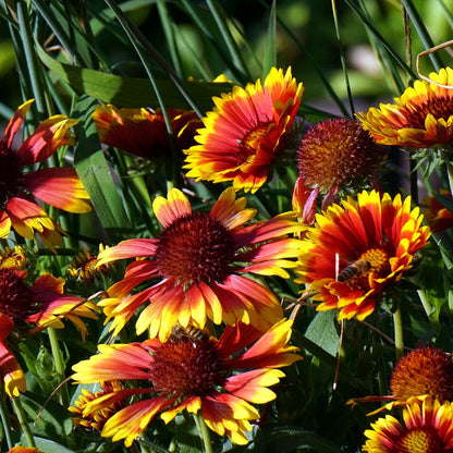 Blanket Flower (Gaillardia)