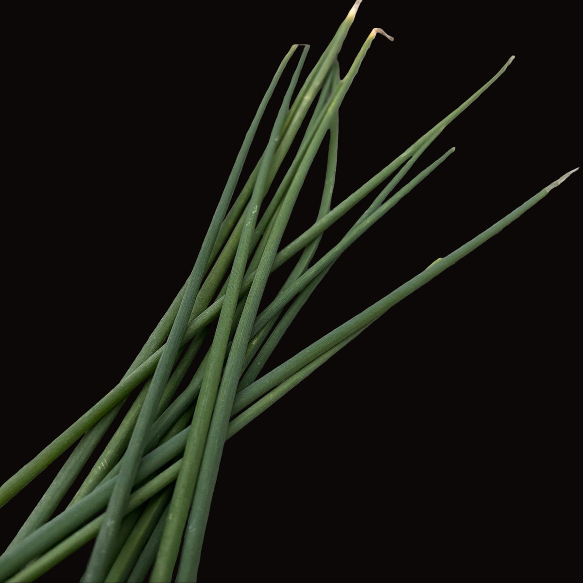 Chive