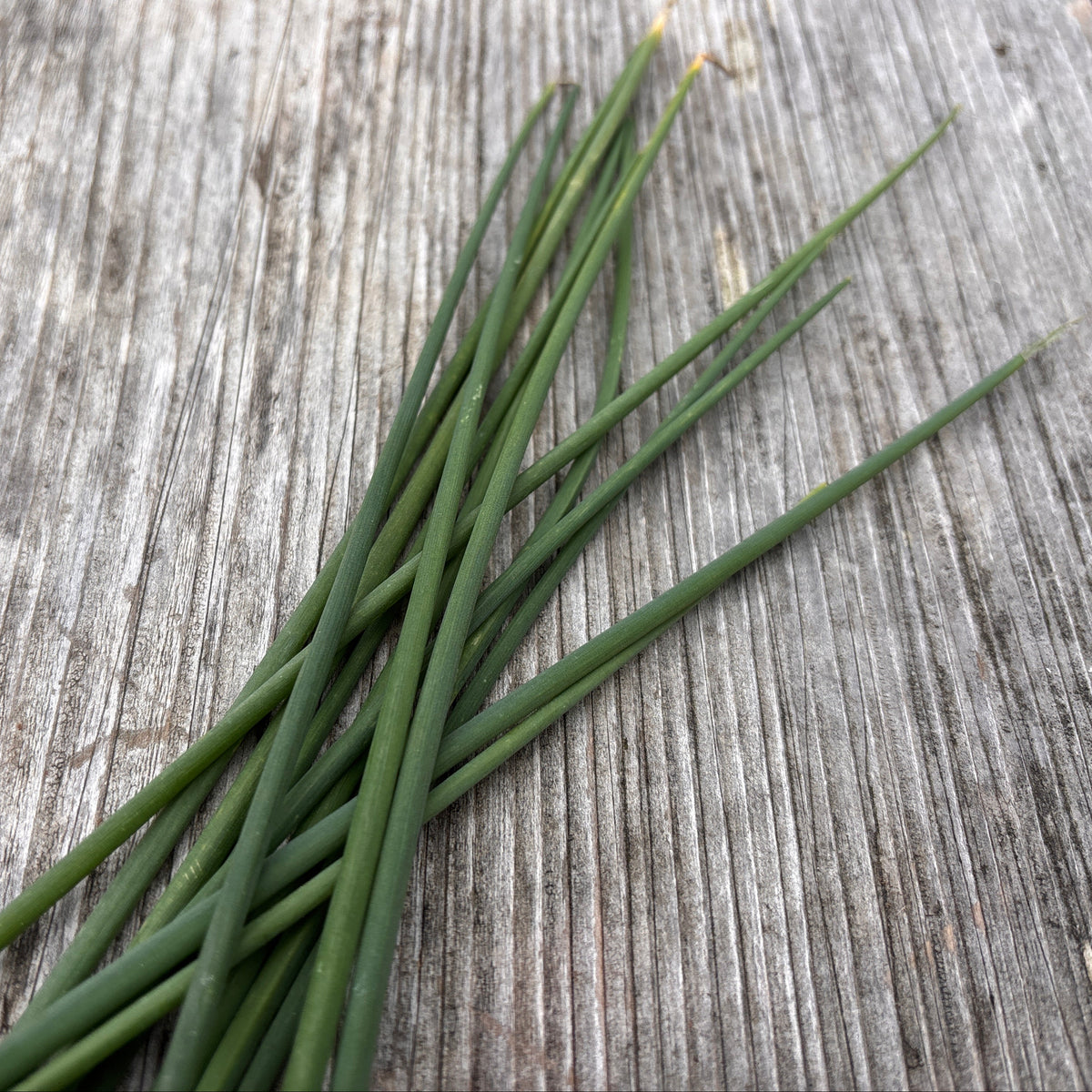 Chive