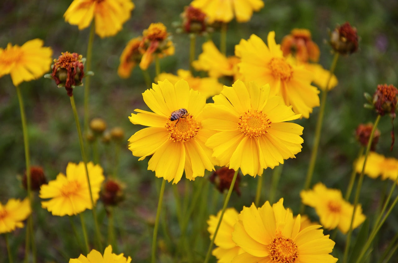 Prairie Coreopsis