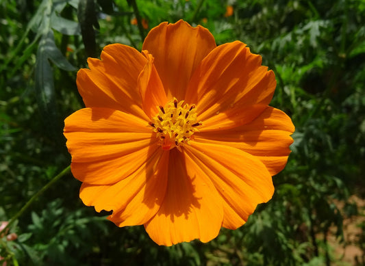 Orange Cosmos