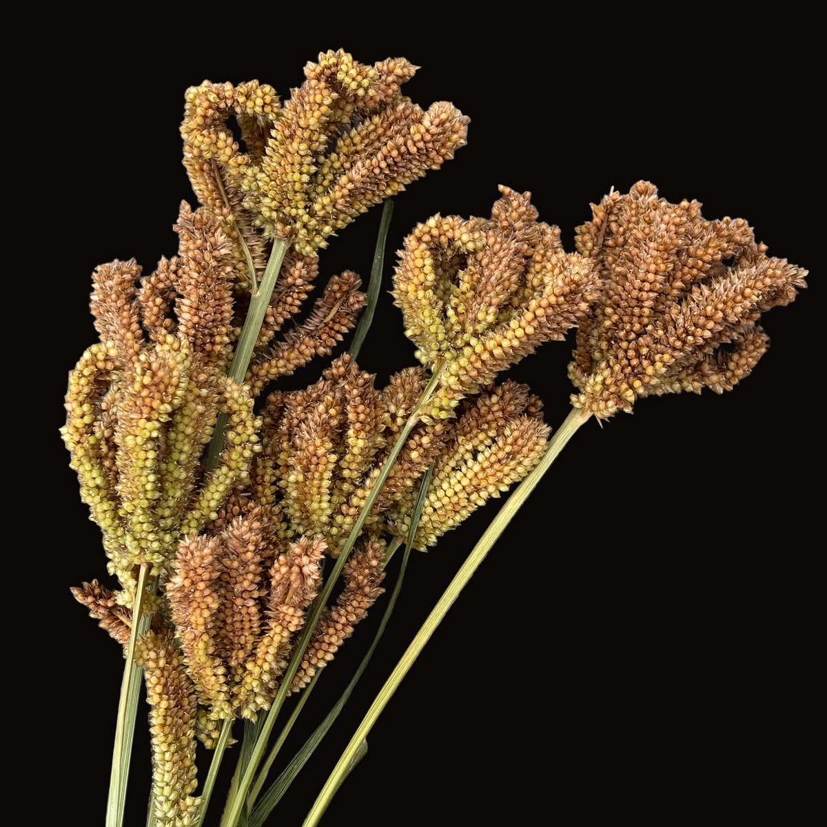 Dragon's Claw Millet
