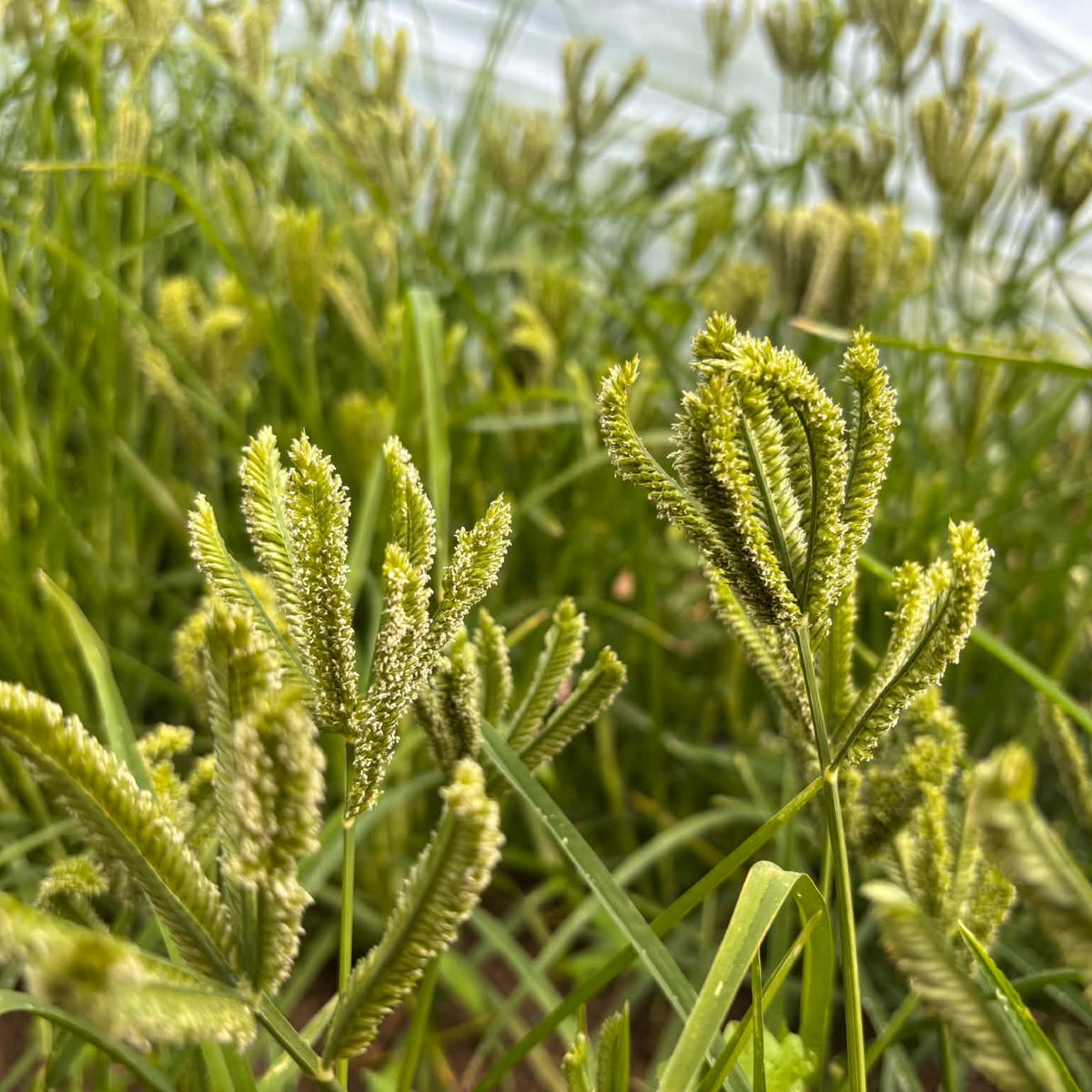 Dragon's Claw Millet