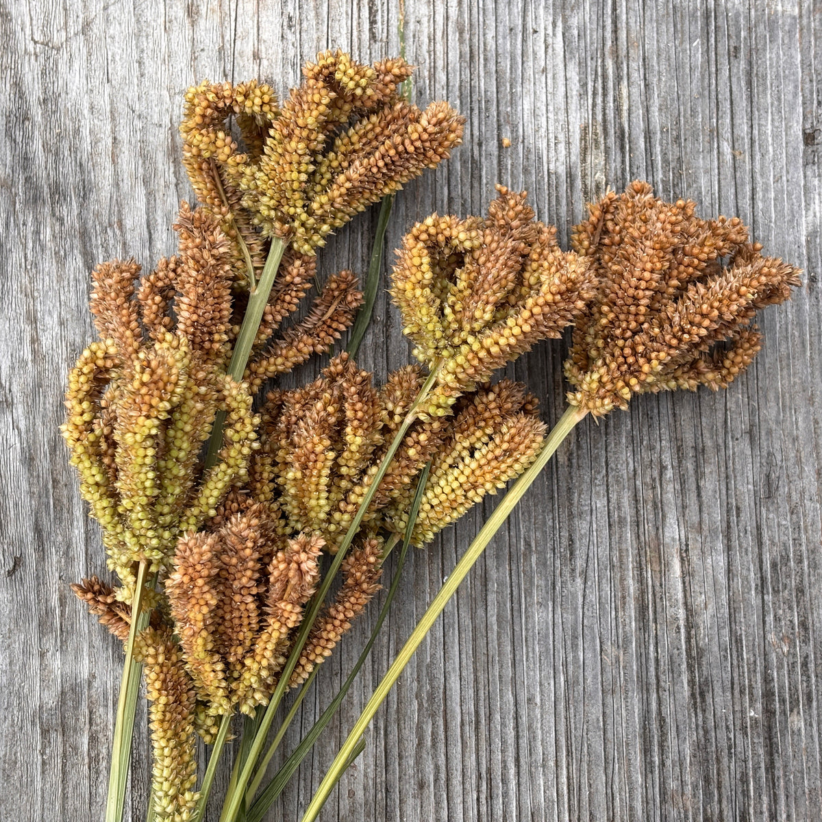 Dragon's Claw Millet