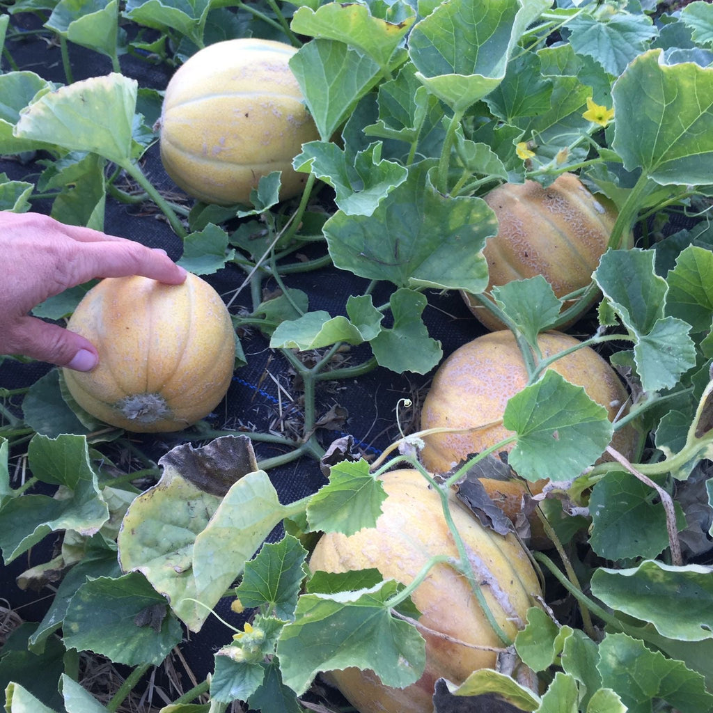 Melon Mix