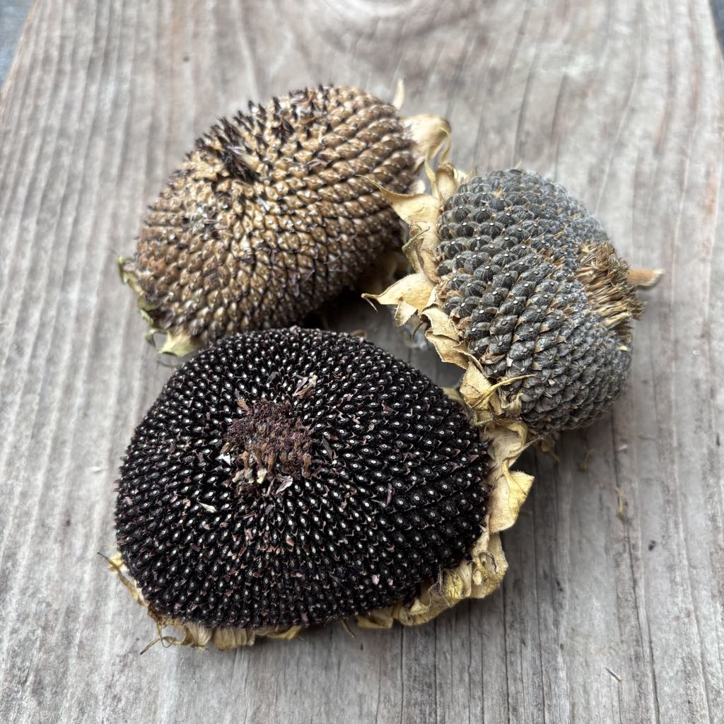 Three dried sunflower heads on a wooden surface