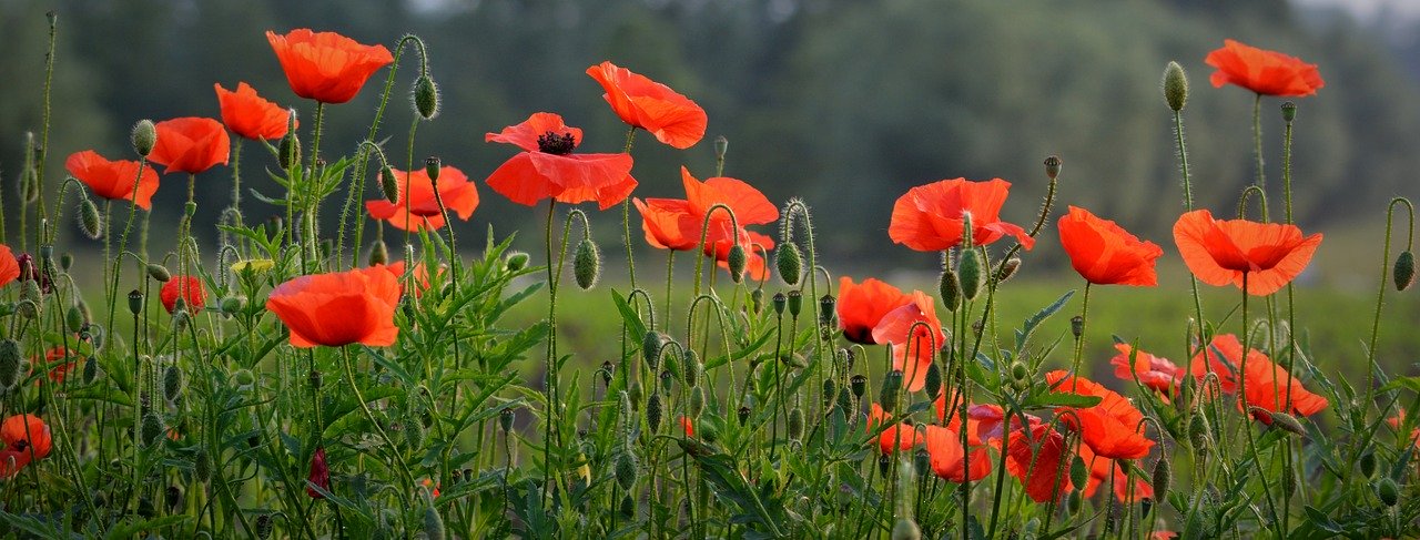 Flander's Poppy