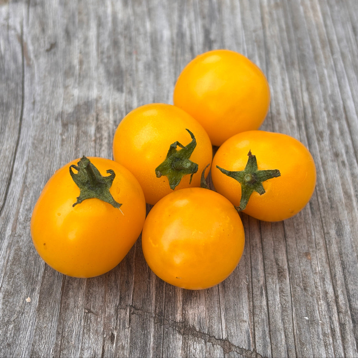 Tomate pépite d'or