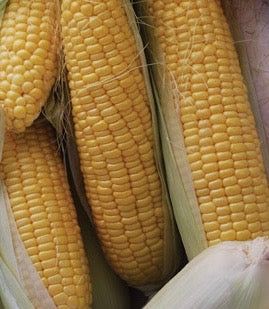 Golden Bantam Sweet Corn