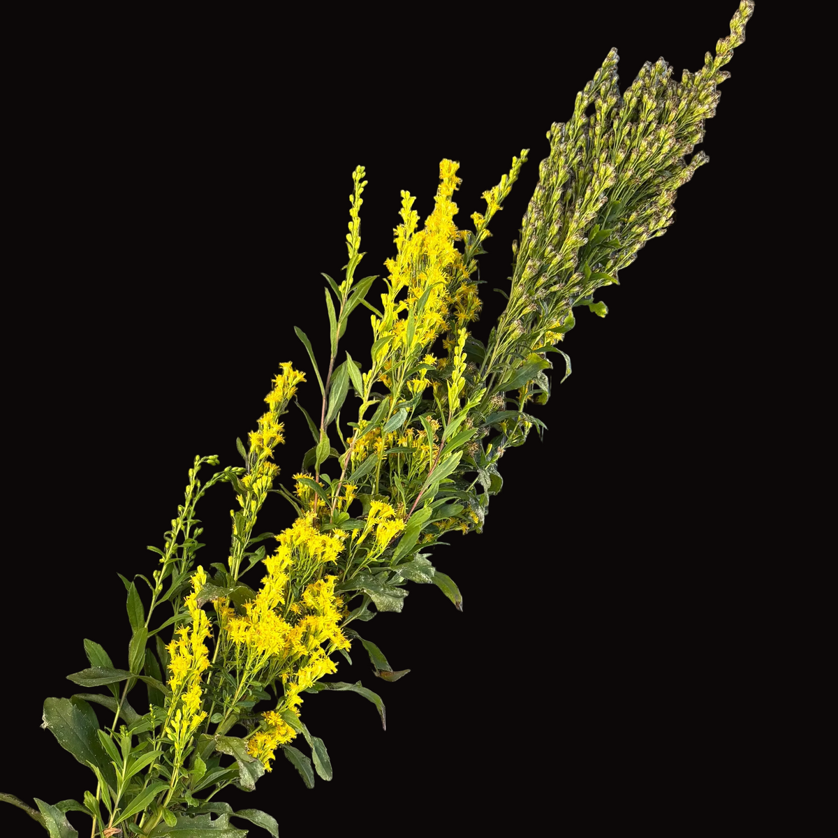 Goldenrod
