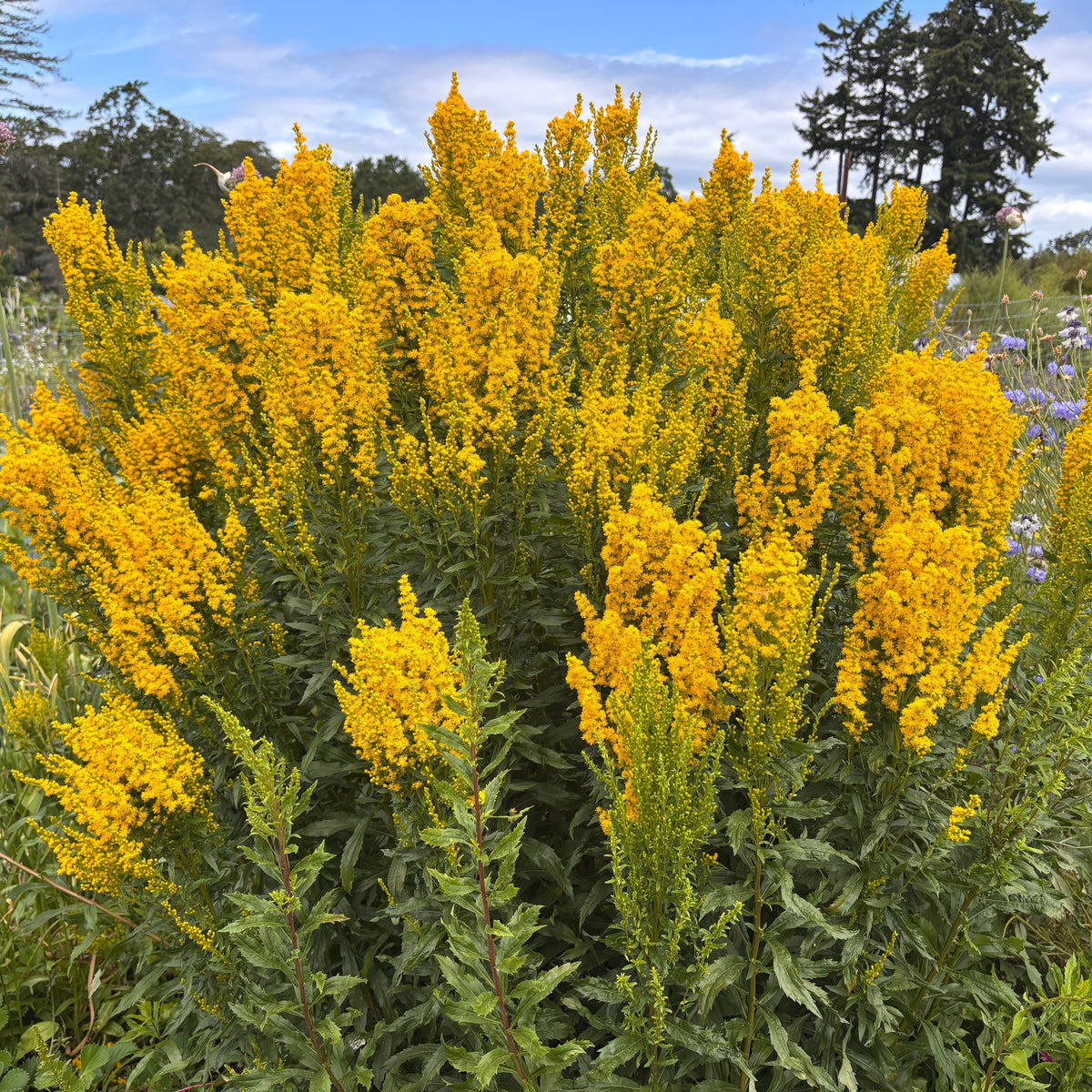 Goldenrod