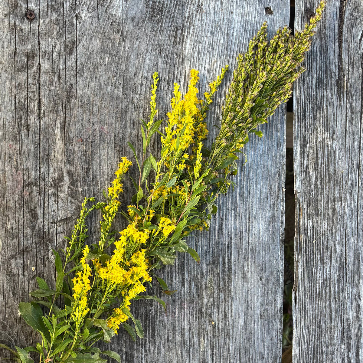Goldenrod
