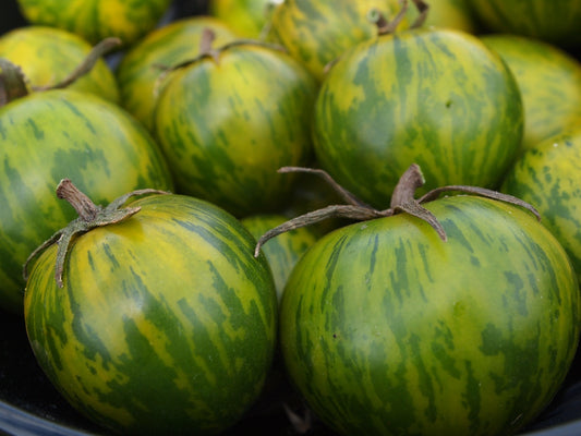 Green Zebra Tomato