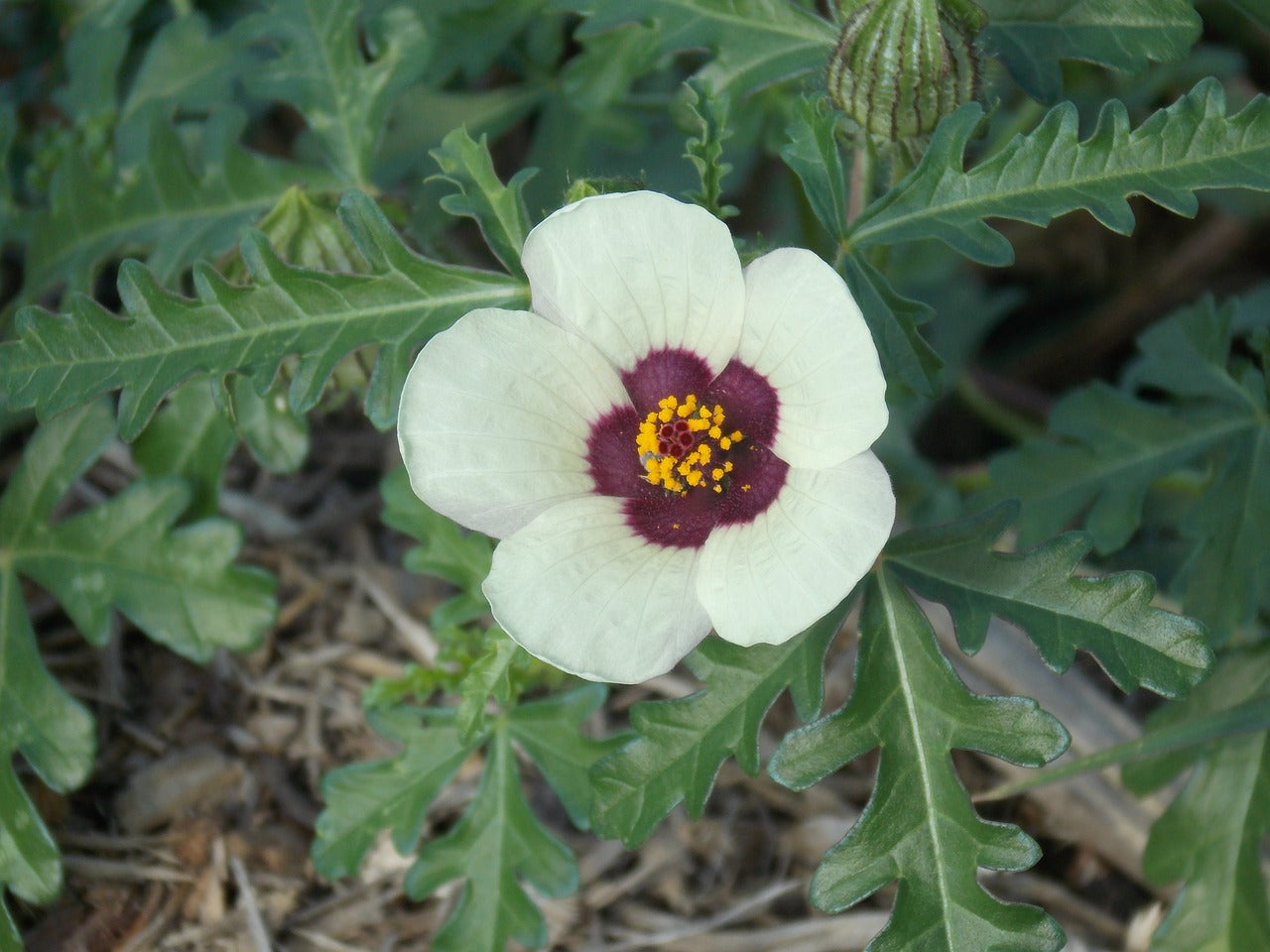 Hibiscus Trionum