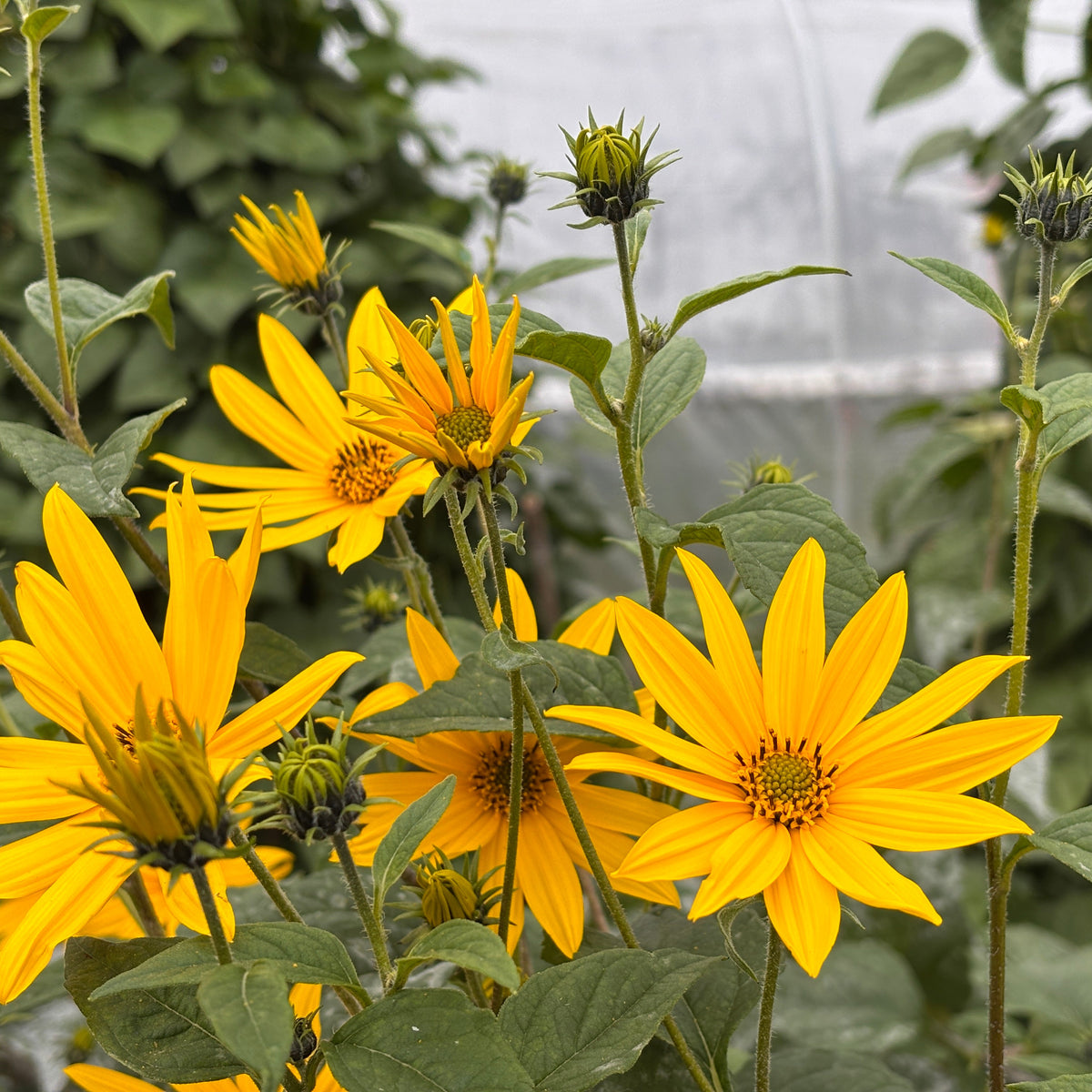 Jerusalem Artichoke (Pre-Order)
