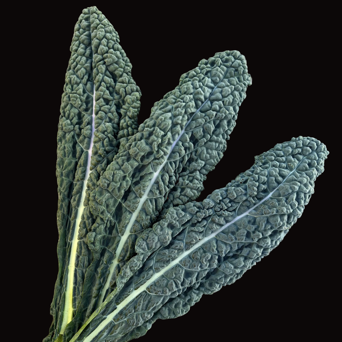 Lacinato Kale