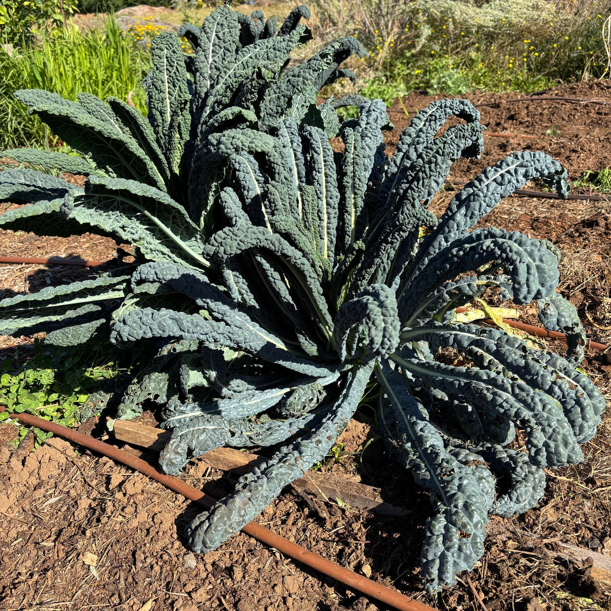 Lacinato Kale